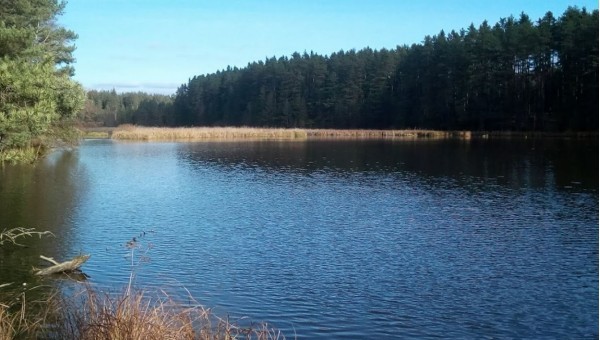 Staňkovský rybník